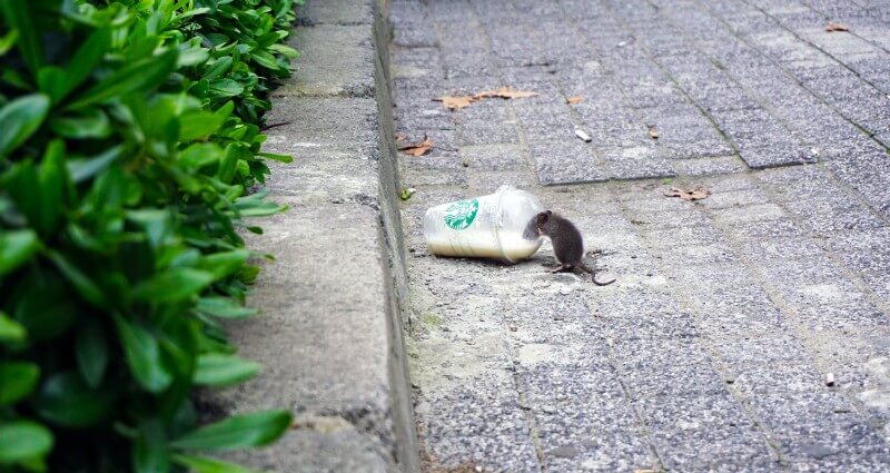 Mouse eating from trash on ground
