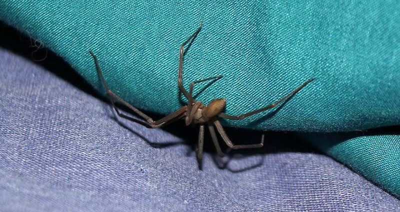 brown recluse spider in bedding